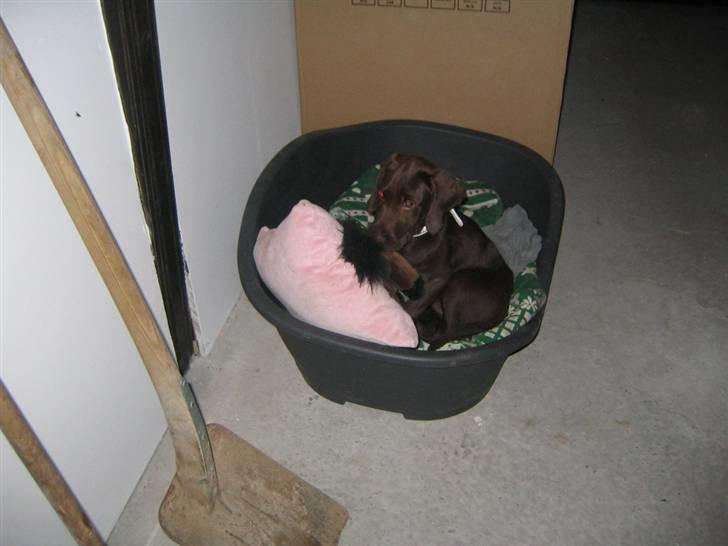 Blanding af racer Tanja <3 :D - gåå så <3 billede 4