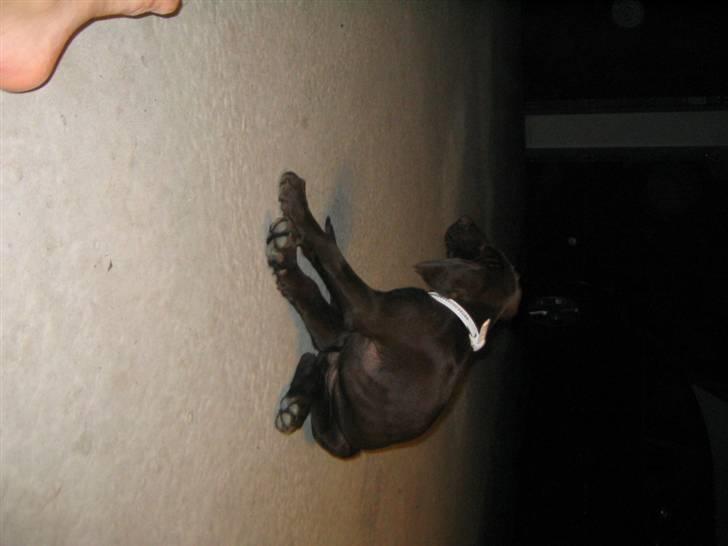 Blanding af racer Tanja <3 :D - det kløer :D <3 billede 6