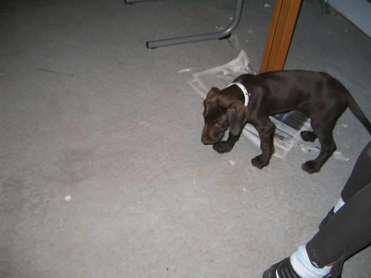 Blanding af racer Tanja <3 :D - hej <3 billede 9