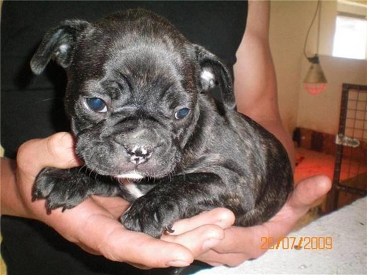 Fransk bulldog Oscar - 6 uger gammel billede 1