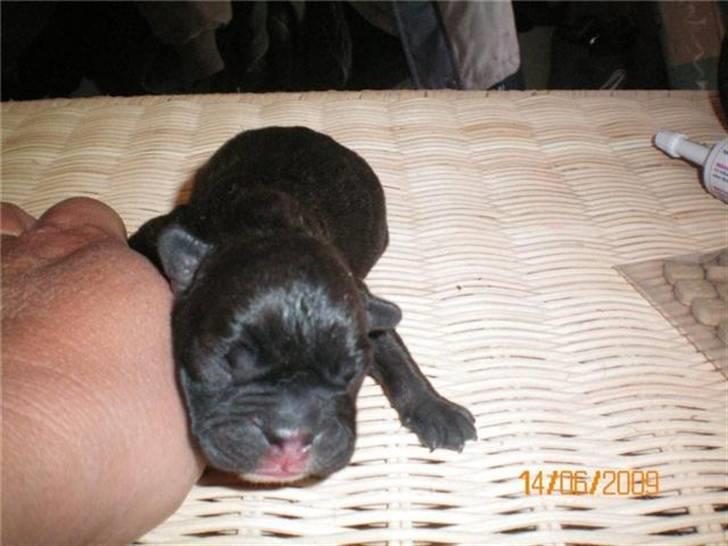 Fransk bulldog Oscar - her er bassen næsten lige blevet født, han er et par dage gammel:) billede 2