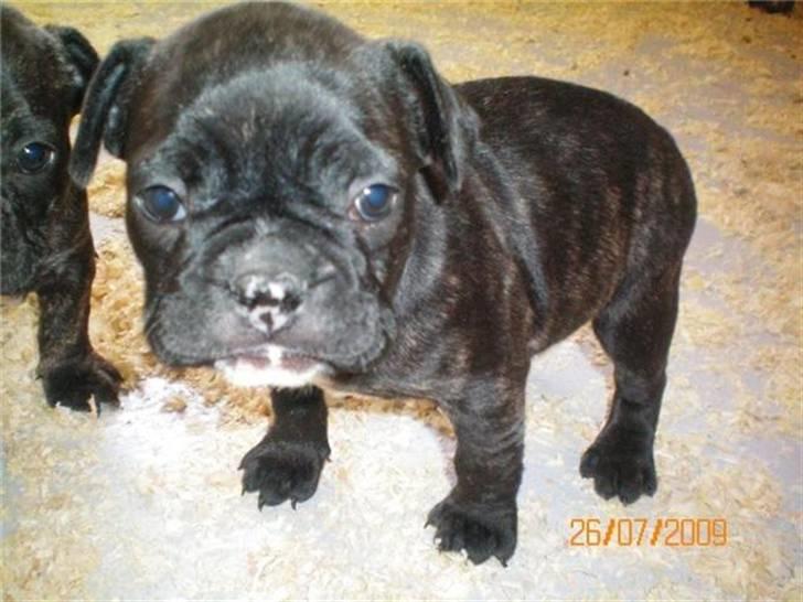 Fransk bulldog Oscar - en af de første gange han er på benene billede 3