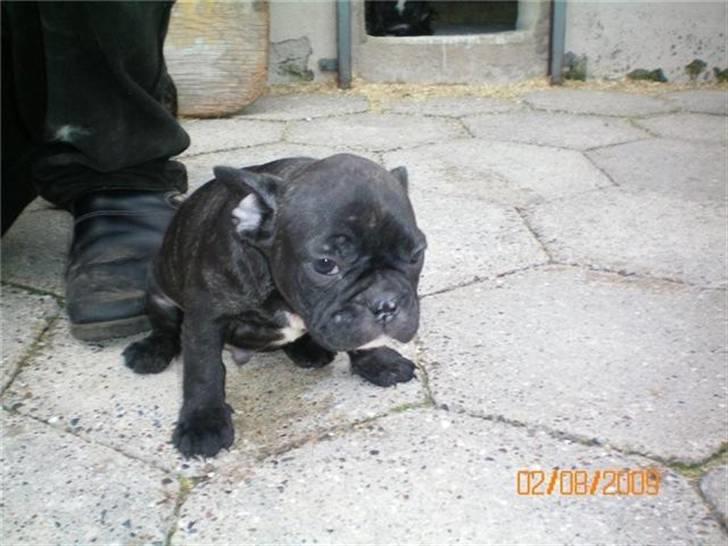 Fransk bulldog Oscar - her er oscar godt 7 uger gammel, de flotte øre har næsten rejst sig billede 4