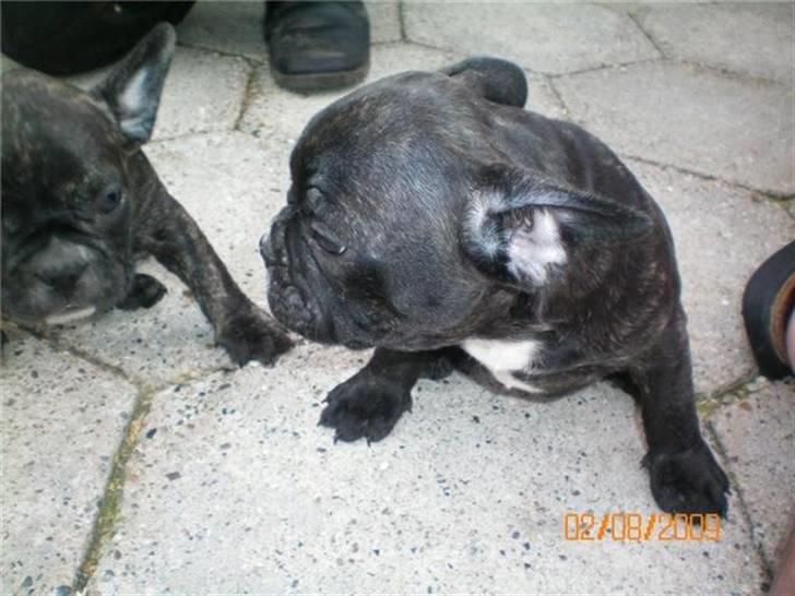 Fransk bulldog Oscar - oscar sammen med en af sine søskende:) billede 5