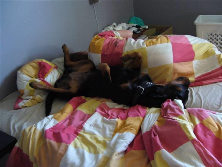 Rottweiler Shiela (Himmelhund) - putter i sengen med far billede 15