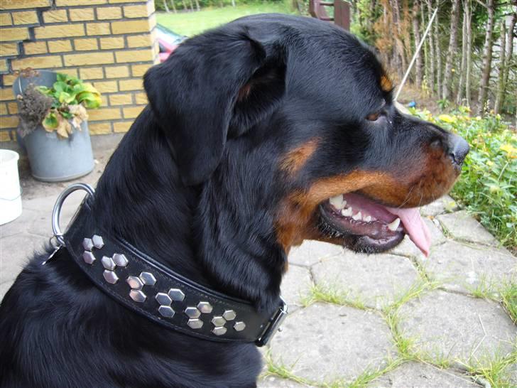 Rottweiler Shiela (Himmelhund) - se mit smukke nye halsbånd billede 16