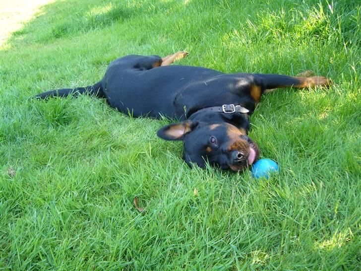 Rottweiler Shiela (Himmelhund) - puha er helt færdig efter alt den legen med boldt billede 17
