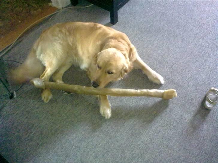 Labrador retriever chicko  - en lille godbid billede 15