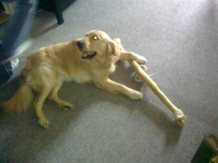 Labrador retriever chicko  billede 16