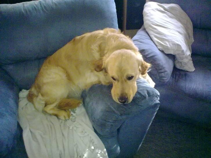 Labrador retriever chicko  billede 17