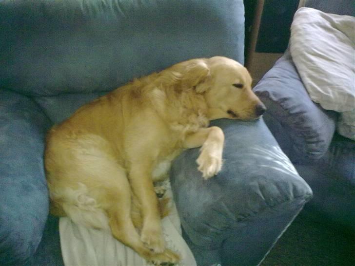 Labrador retriever chicko  billede 18