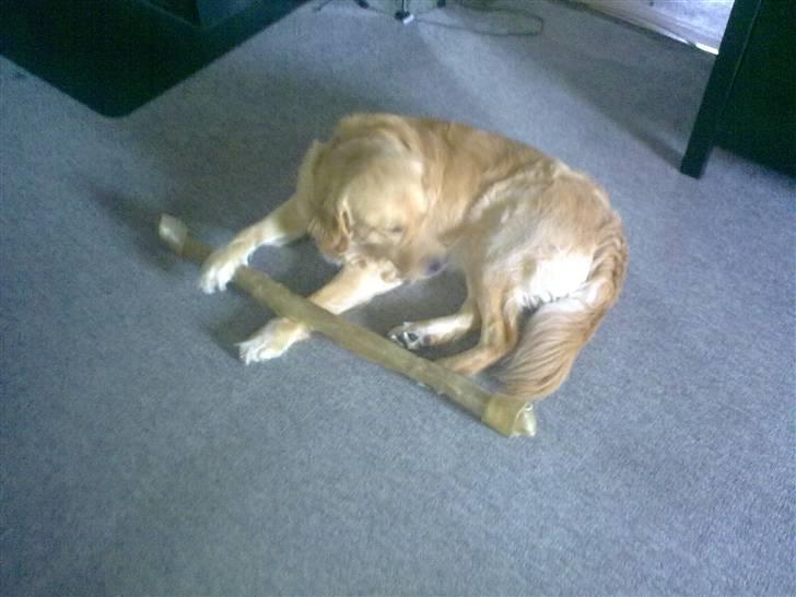 Labrador retriever chicko  billede 19