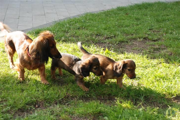 Dværggravhund Rollo - Vores lille nye hundehvalp, Bent, sammen med søster og mor billede 10