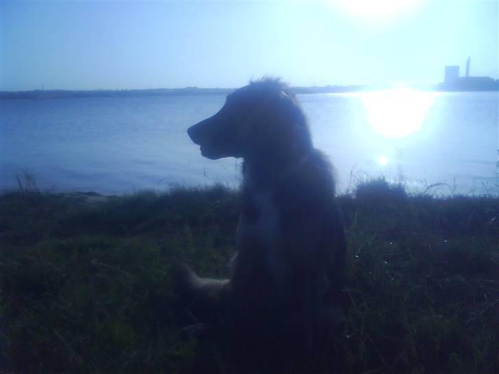 Blanding af racer basse billede 16