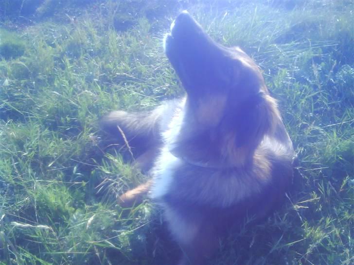 Blanding af racer basse billede 17