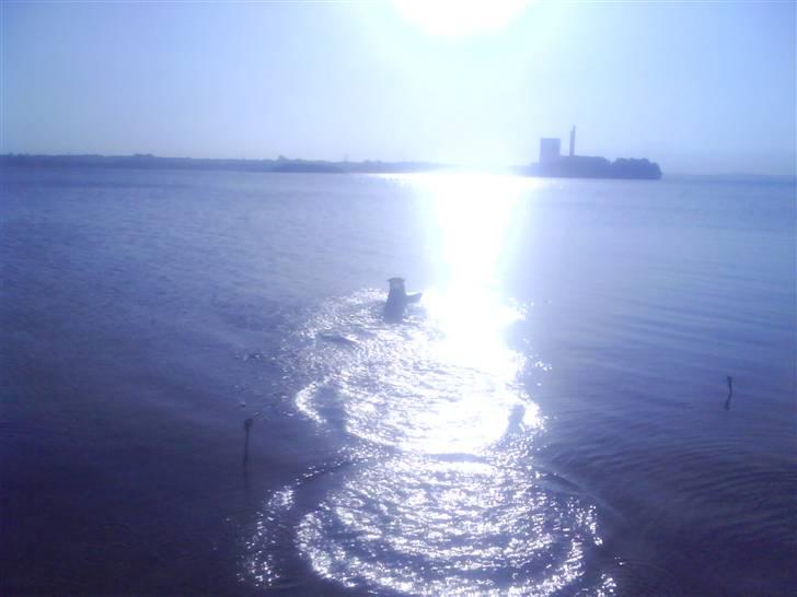 Blanding af racer basse billede 18