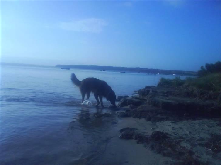 Blanding af racer basse billede 19