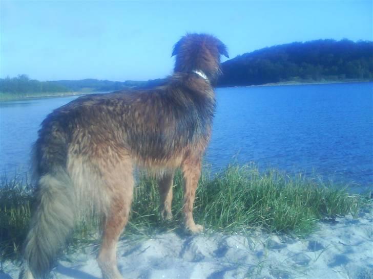 Blanding af racer basse billede 20