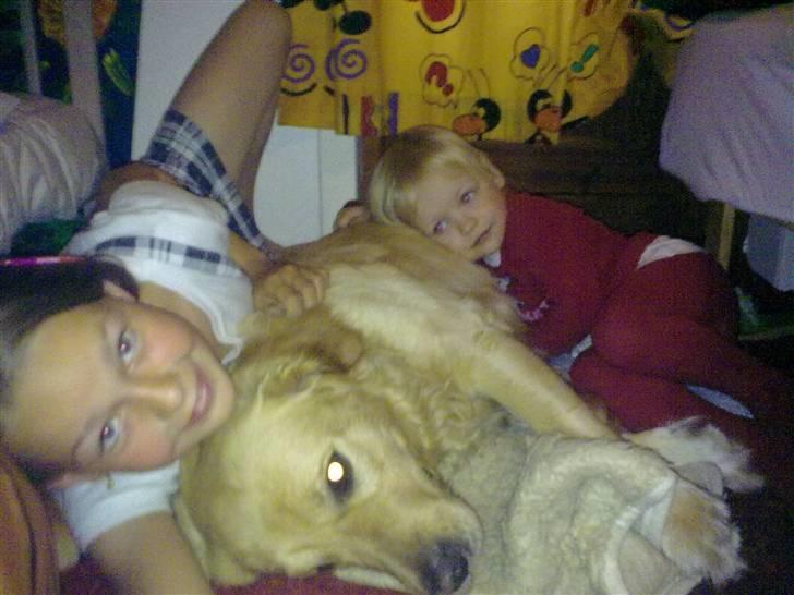 Labrador retriever chicko  billede 20