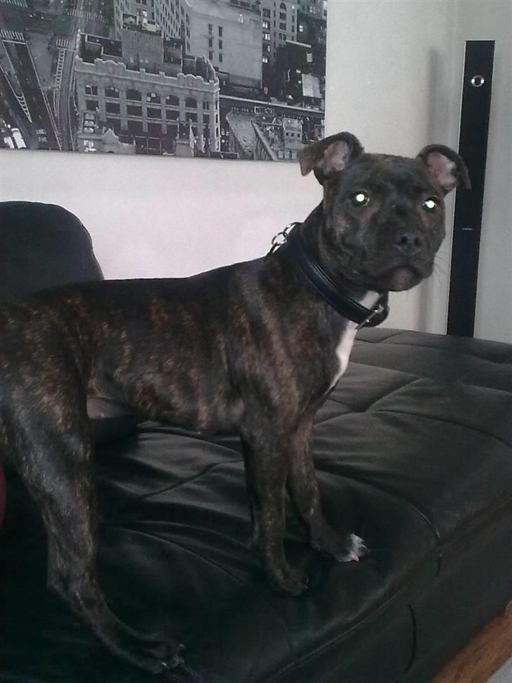 Staffordshire bull terrier Chanell billede 4