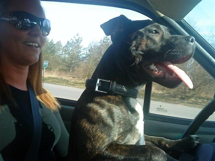 Staffordshire bull terrier Chanell billede 5