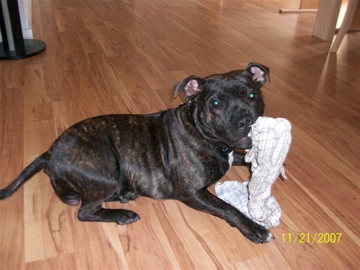 Staffordshire bull terrier Chanell billede 6