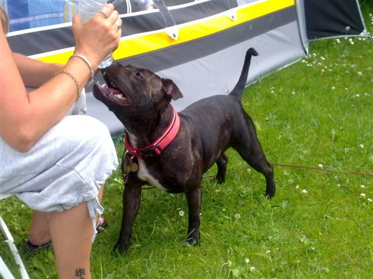 Staffordshire bull terrier Chanell billede 7