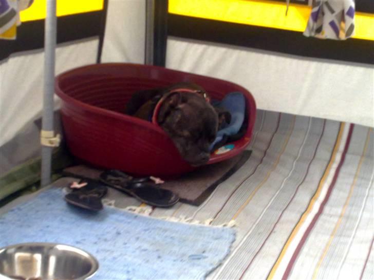 Staffordshire bull terrier Chanell billede 8