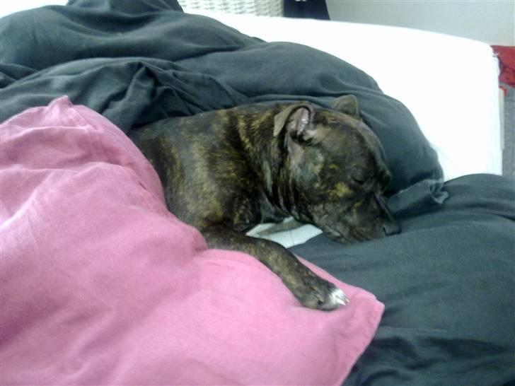 Staffordshire bull terrier Chanell billede 9