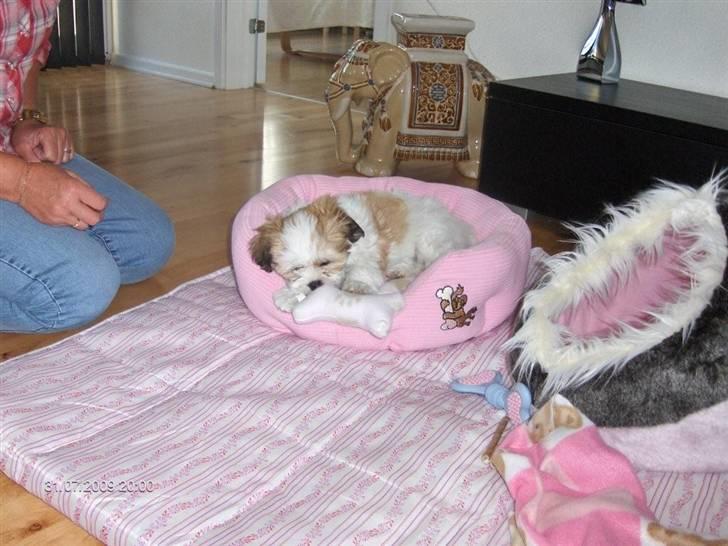 Lhasa apso Silke billede 14
