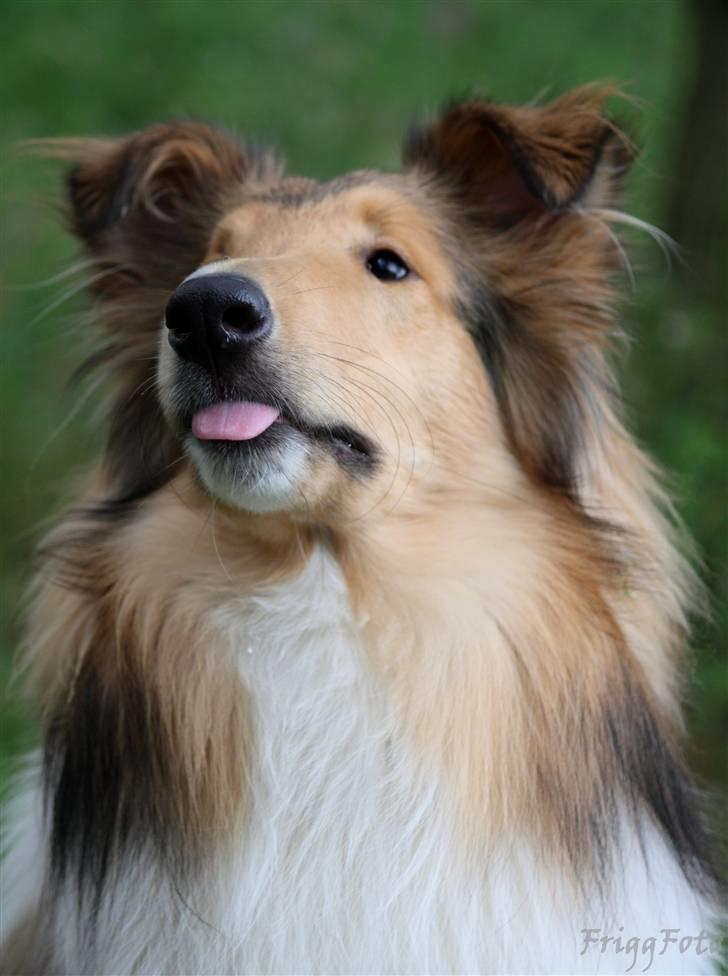 Collie langhåret Lassies American Fellow (Himmelhund) billede 4