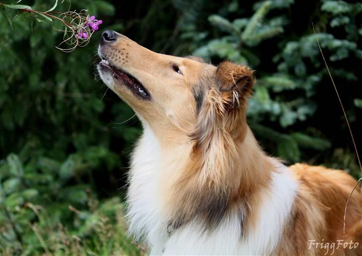 Collie langhåret Lassies American Fellow (Himmelhund) billede 5