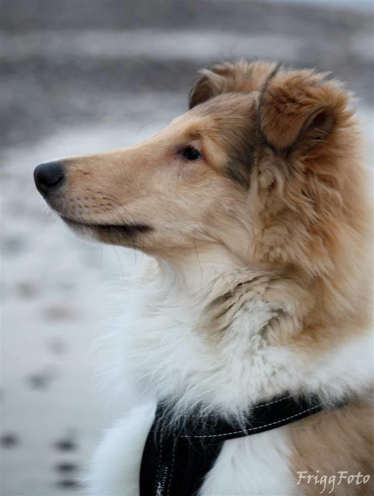 Collie langhåret Lassies American Fellow (Himmelhund) - 4 md. gammel - december 2008 billede 6