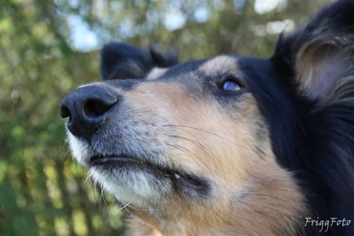 Collie langhåret Simba - sov sødt min skat! billede 14