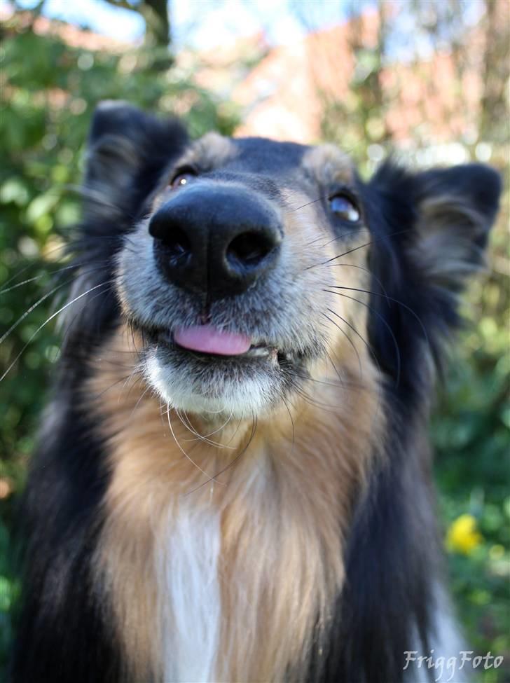 Collie langhåret Simba - sov sødt min skat! billede 15