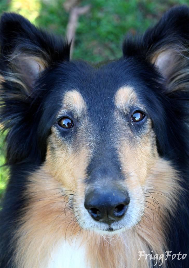 Collie langhåret Simba - sov sødt min skat! billede 16