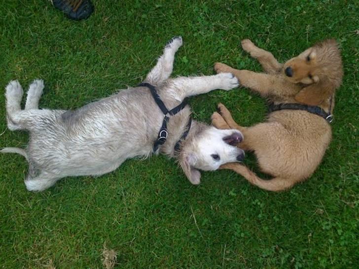 Golden retriever Soey - Soey og Tjalfe på vester eng billede 8