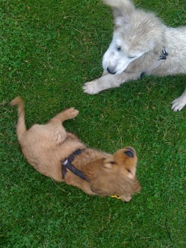 Golden retriever Soey - Soey og Tjalfe på vester eng billede 9