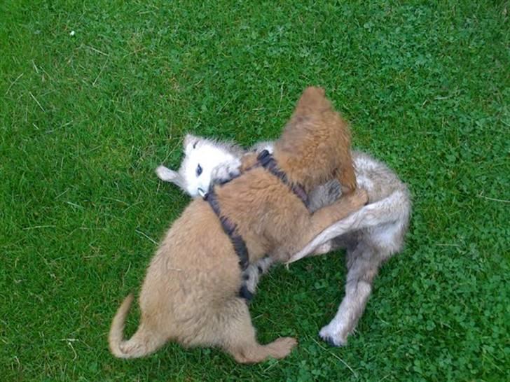 Golden retriever Soey - Soey og Tjalfe på vester eng, han skal ikke spille for smart=) billede 10