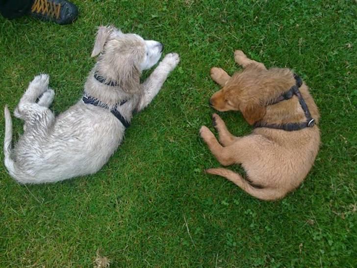 Golden retriever Soey - soey og Tjalfe på vester , de bedste venner.... billede 11