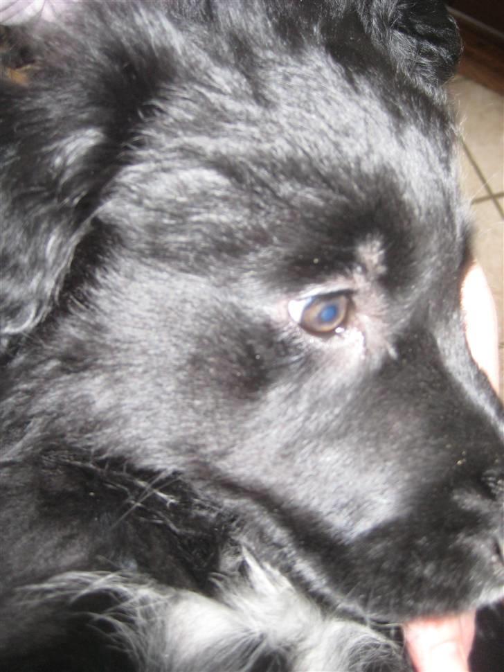 Blanding af racer Taiko billede 13