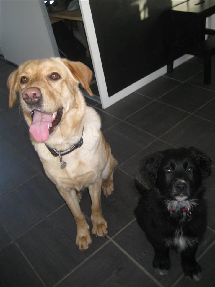 Blanding af racer Taiko billede 14