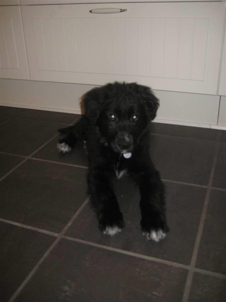 Blanding af racer Taiko billede 15