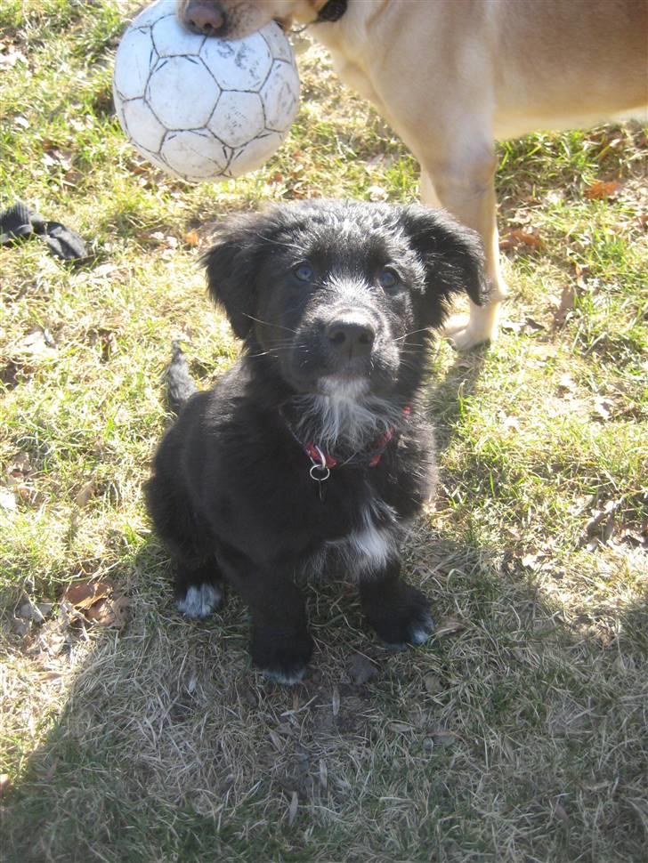 Blanding af racer Taiko billede 16