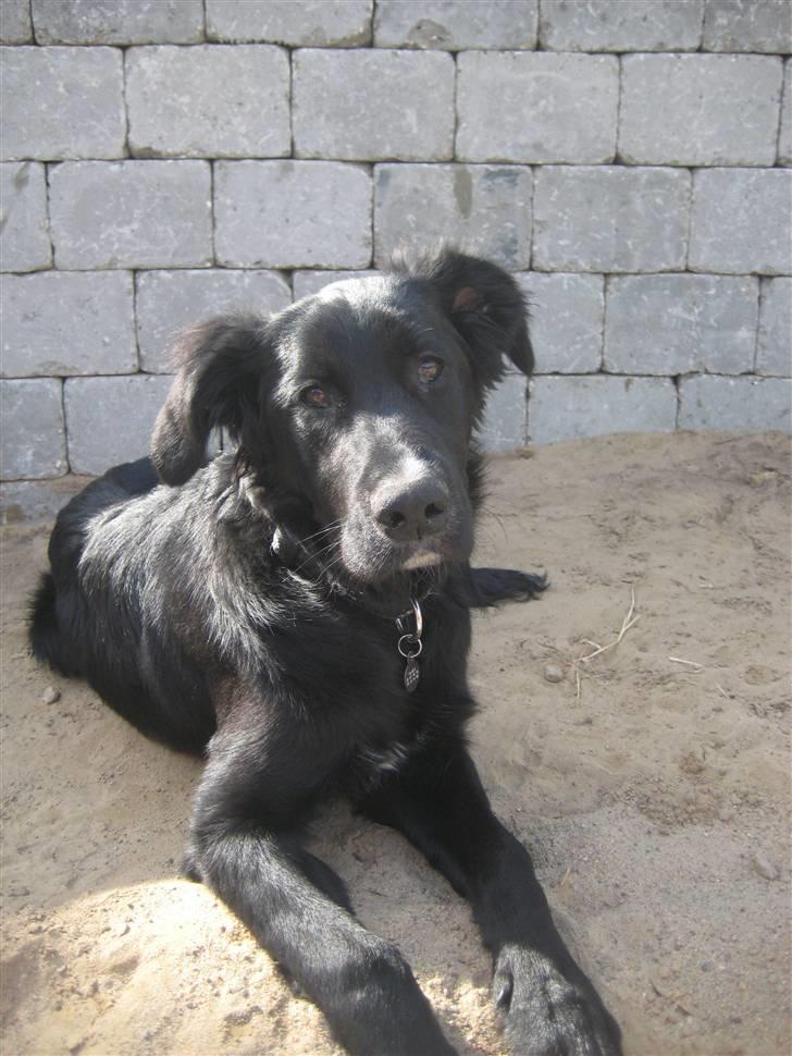 Blanding af racer Taiko billede 17