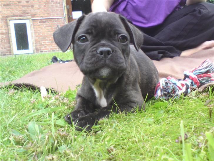 Fransk bulldog Bellis billede 3