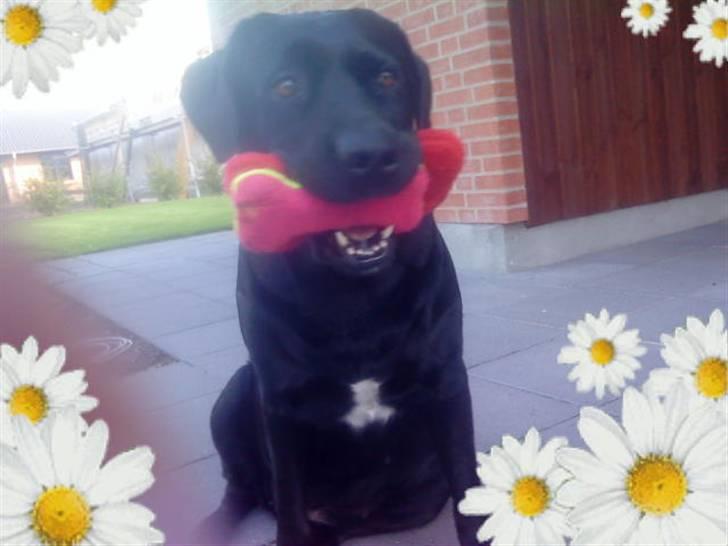 Labrador retriever mOlly  - hun er så dejlig  billede 11