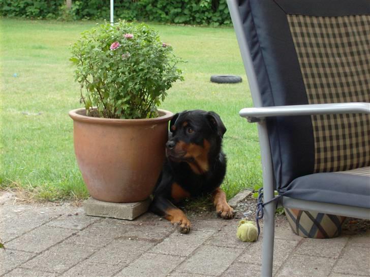 Rottweiler Sussi - Her ligger jeg godt og passer på min noget lasede bold - juli 2008 billede 20