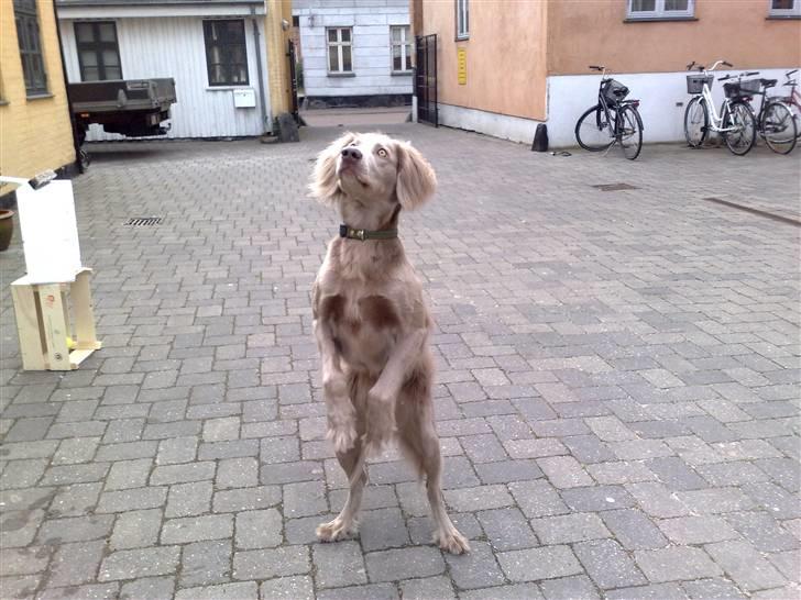 Langhåret Weimaraner Luna - Hun er lidt af en cirkus hund ;-D billede 15