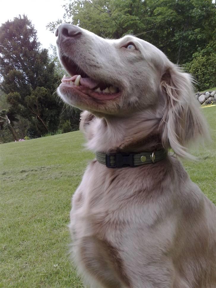 Langhåret Weimaraner Luna - Stolt & glad ;D billede 16